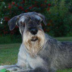 Beauté Canine