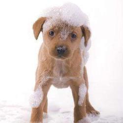 Beaux Chiens Belles Gueules