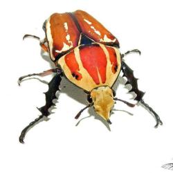 Beetles House