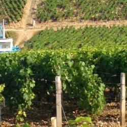 Domaine Besson