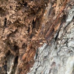 Best Termites Gers