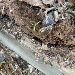 Best Termites Ledat