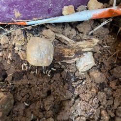 Best Termites