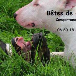 Bêtes De Coloc'
