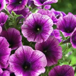 Bieaujardin Habert Thierry