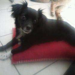Bien Etre Canin
