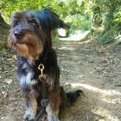 Binôme A 3 Education Canine