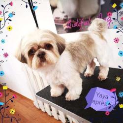 Bio Tiful Dog