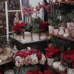 Bleuet Blanc - Fleuriste