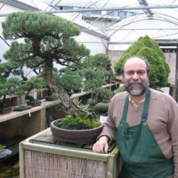 Bonsai Remy Samson
