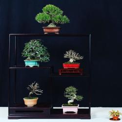 Bonsai Studio