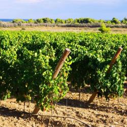 Bordeaux En Primeurs