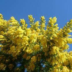 Bormes Fleurs