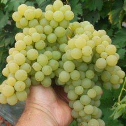 Bougres D’anes