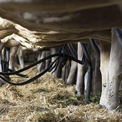 Boumatic Lactamat Concessionnaire