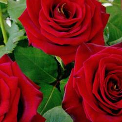 Bouquet De Carole