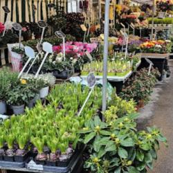 Bouquets De Fleurs Paris 13 | Fleuristejeanmark