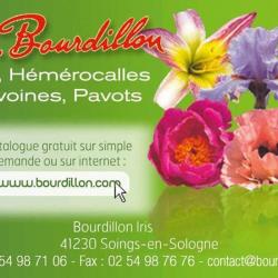 Bourdillon Iris
