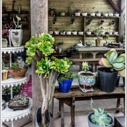 Boutures Et Cafés