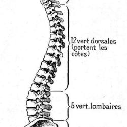 Bouvier Jean-pierre