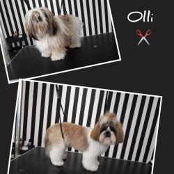 Bu-bulle Dog