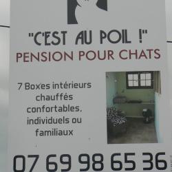 C'est Au Poil Pension Pour Chats