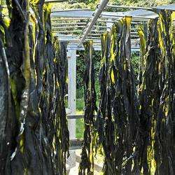 C Weed Aquaculture