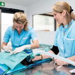 Clinique Vétérinaire Argos