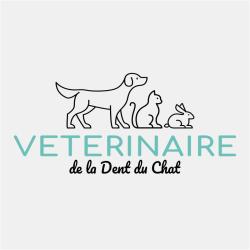 Vétérinaire De La Dent Du Chat