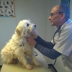 Cabinet Vétérinaire Médico-chirurgical Du Verger