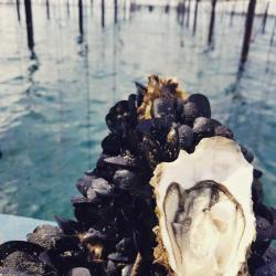 Camargue Coquillages