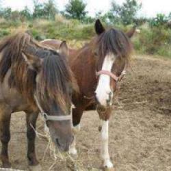 Camping A La Ferme