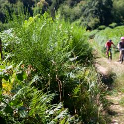 Camping De Saulieu - Onlycamp