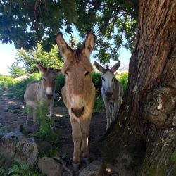 Camping Funtana A L'ora