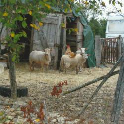 Camping La Ferme Du Pelou