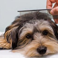 Cani'beauté