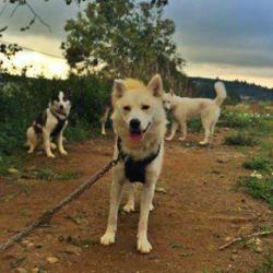 Cani-rando