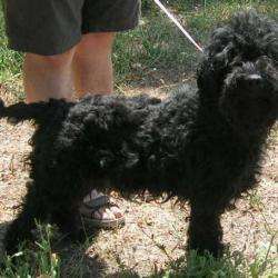 Caniche Service