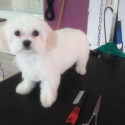 Canicoif Poitiers / Formation En Toilettage Canin Et Félin Ftcfp