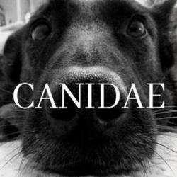 Canidae