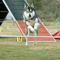 Canisball - éducation Canine
