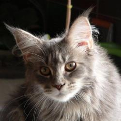 Cat Etoiles