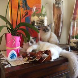 Cat's Palace 78