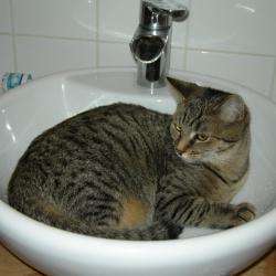 Cat Sweet Home