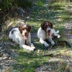 Cathy's Dogs