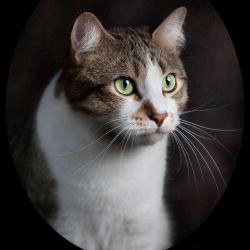 Cats & Dogs Photo Studio
