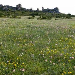 Causse Du Larzac
