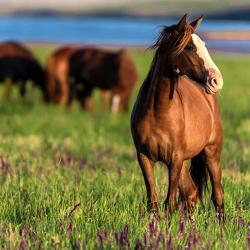 Caval'ranch