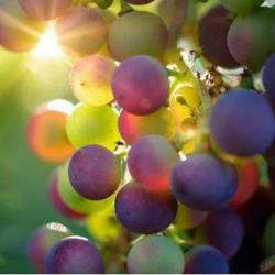 La Vigne Blanche