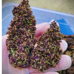 Cbd Gisors - Delygreen Gisors Premium Cbd Shop